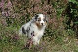 BERGER AUSTRALIEN PUPPIES 005